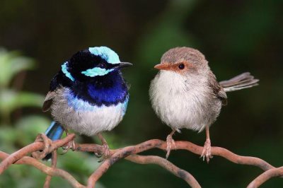 ​瑰丽细尾鹩莺:最乐于帮帮伙伴的鸟类_能相互哺乳后裔