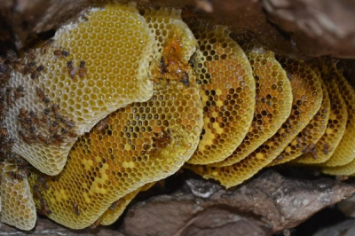 ​蜜蜂的天敌是什么?巢虫成中华蜜蜂最大克星_损害幼虫