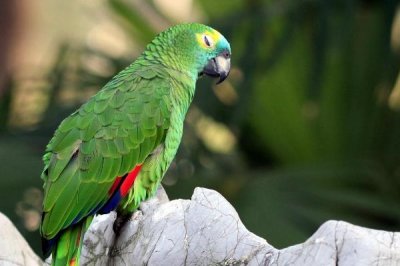 ​亚马逊鹦鹉:一种戴帽子的鹦鹉_广大分散于美洲陆地