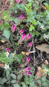 ​青葙，今天我们详细介绍一下，现在农村不常见的植物，你家乡有吗