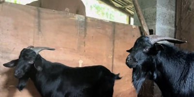 ​云南小伙养红骨怪羊，村民都说有毒怕被报复，小伙一年狂赚上百万