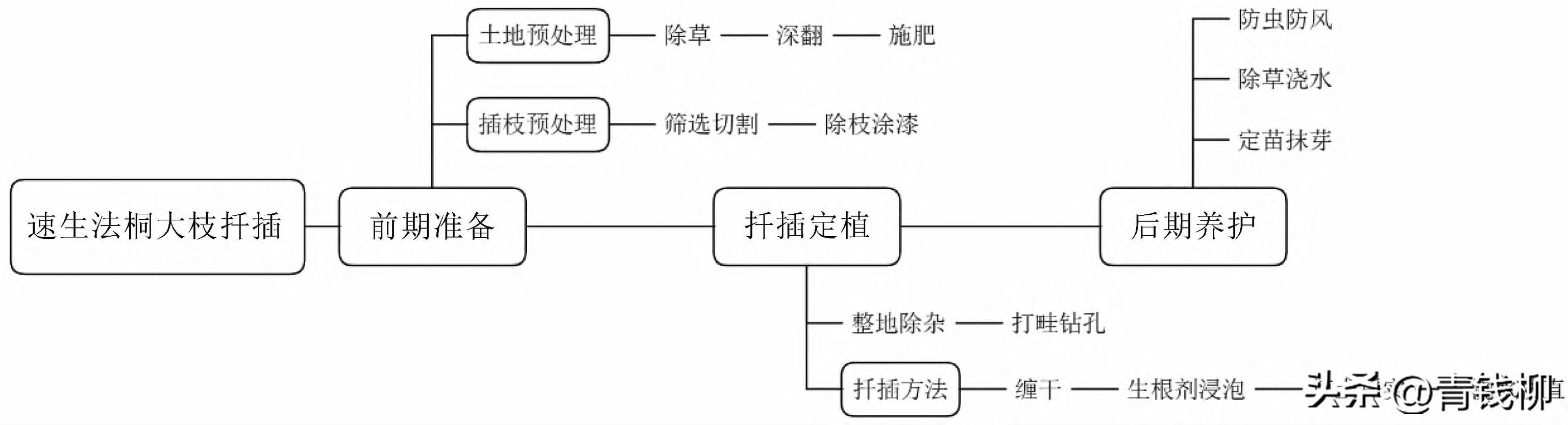 法桐树种子的种植方法(速生法桐少球悬铃木)(1)