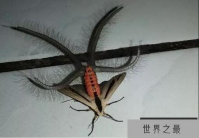 ​世界上最恐怖的飞蛾，黑条灰灯蛾(一种来自＂地狱＂的生物)