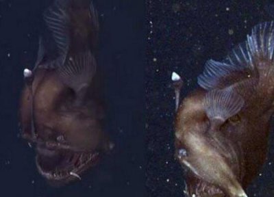 ​其丑恶无穷的深海健康鱼，头顶自戴发光器_味讲鲜美无穷