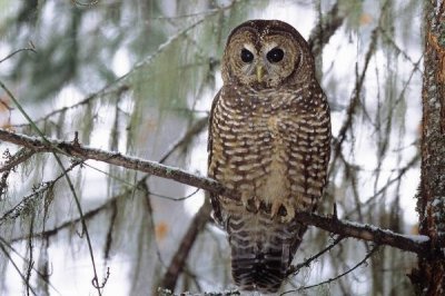 ​西点林鸮:北美丛林中的庞大猛禽_翼展可达1.14米