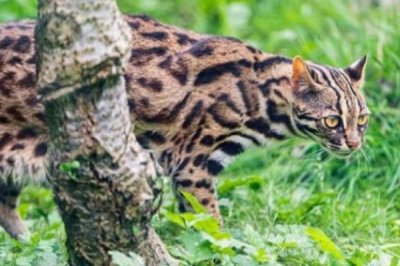 ​山狸子的天敌是什么?四年被杀160万只_人类是最大克星