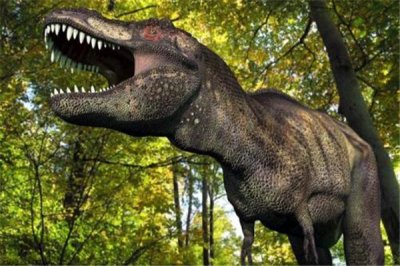 ​独龙：属于暴龙超科下的属科（生计在白垩纪内蒙古）