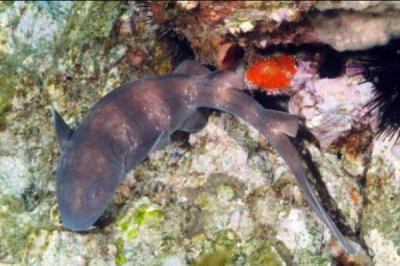 ​瓦氏长须鲨:一种形状酷似鲇鱼的鲨鱼_长有怪僻髯毛