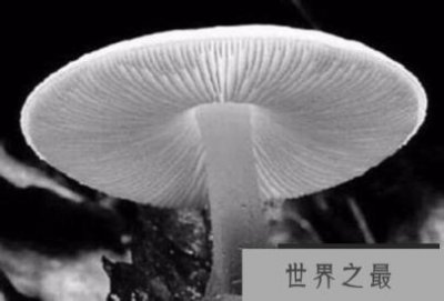 ​世界毒性最大最强的蘑菇，死亡天使蘑菇(毒素可致人死亡)