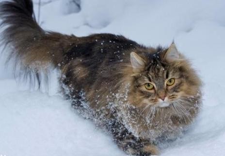 全世界最大的猫咪有多大（世界上体型最大的五种猫咪）(4)