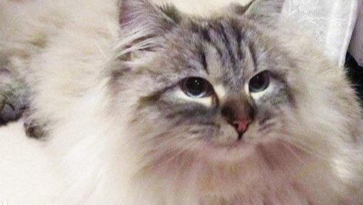 全世界最大的猫咪有多大（世界上体型最大的五种猫咪）(3)