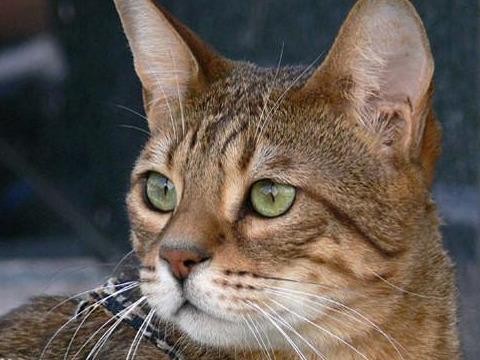 全世界最大的猫咪有多大（世界上体型最大的五种猫咪）(1)