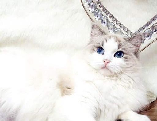 全世界最大的猫咪有多大（世界上体型最大的五种猫咪）(2)