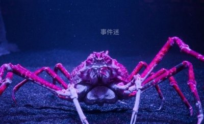 ​比椰子蟹还要大的螃蟹 巨型蜘蛛蟹体长4.2米(以鲨鱼为食)