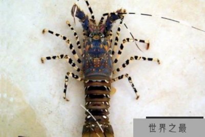 ​世界上最大的龙虾 锦绣龙虾体长可达55厘米(颜色鲜艳)