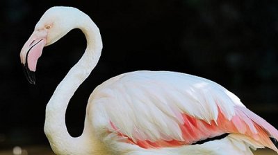 ​全球最年龄最大的83岁火烈鸟于澳大利亚去世