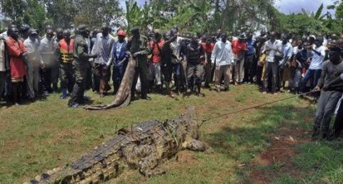 巨型食人鳄吃掉六人后, 最终被政府捕获