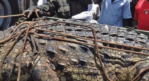 巨型食人鳄吃掉六人后, 最终被政府捕获