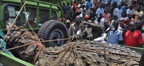 巨型食人鳄吃掉六人后, 最终被政府捕获