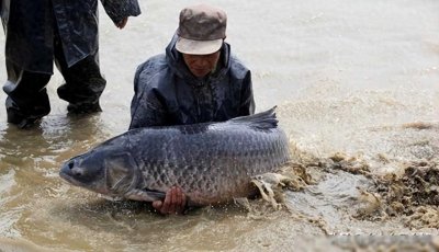 ​青鱼价格高又俏销，为何都不愿意养殖？听听养殖户怎么说