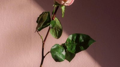 ​“灯火辉煌！西安城墙灯会点燃冬日浪漫！”