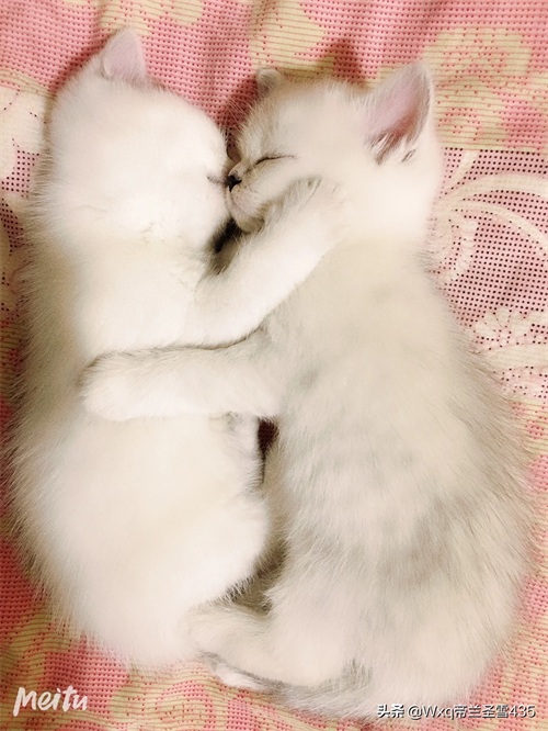 我家的英短银渐层