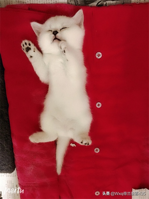 我家的英短银渐层