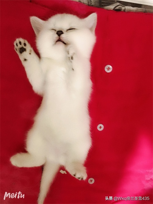 我家的英短银渐层