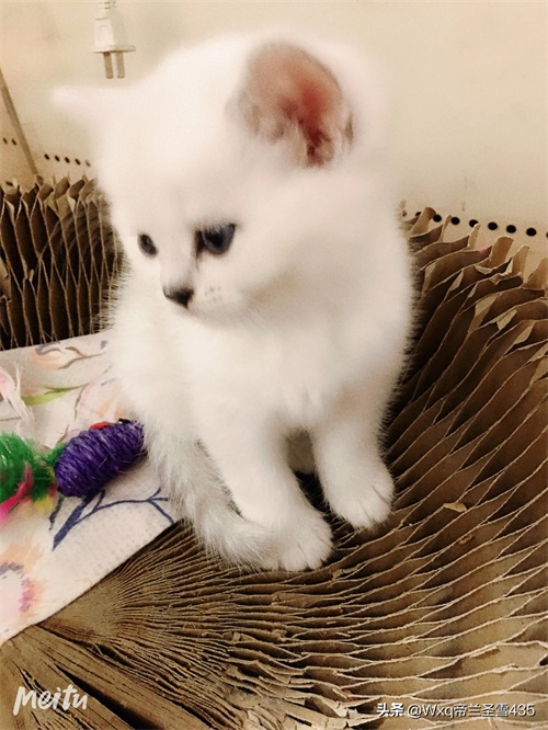 我家的英短银渐层