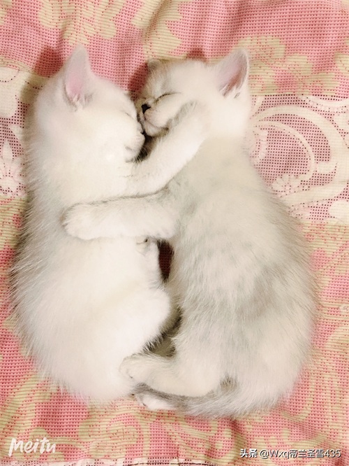 我家的英短银渐层