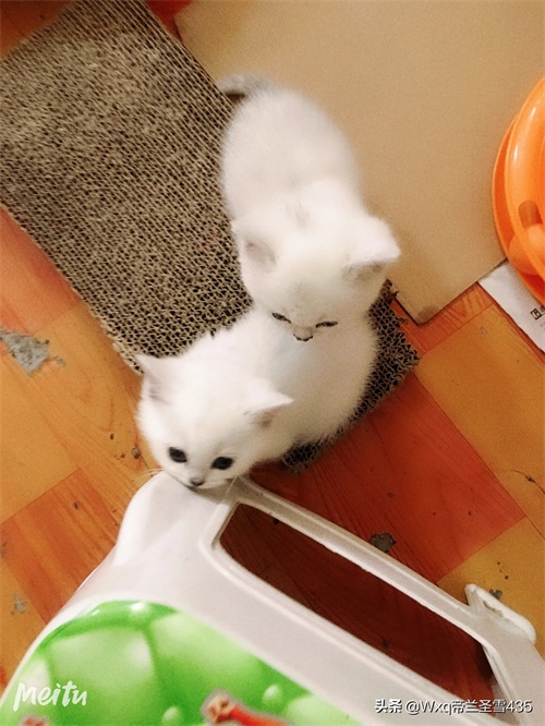 我家的英短银渐层