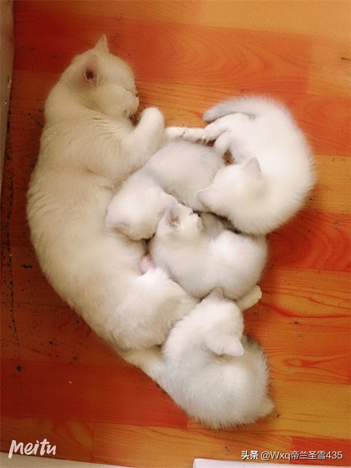 我家的英短银渐层