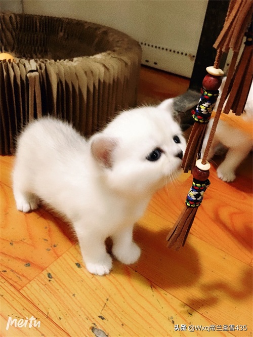 我家的英短银渐层