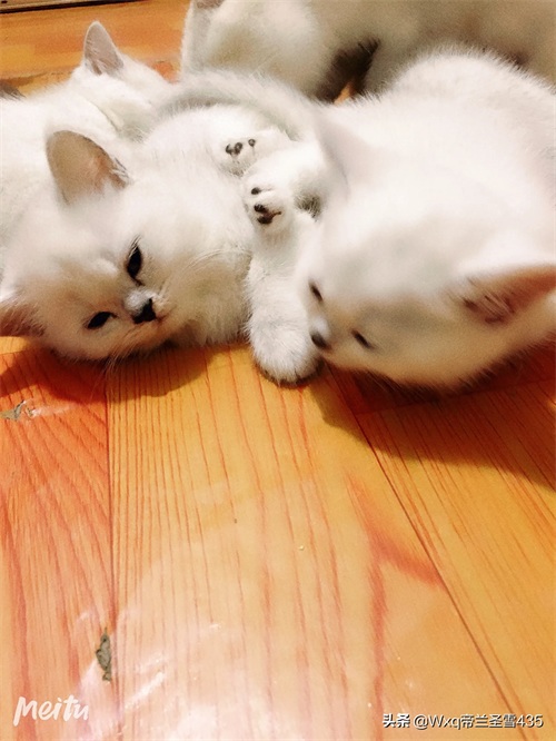 我家的英短银渐层