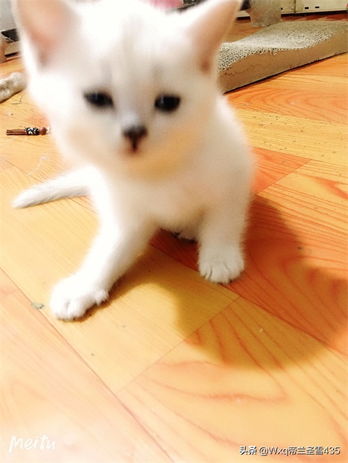 我家的英短银渐层