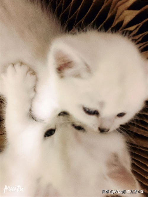 我家的英短银渐层