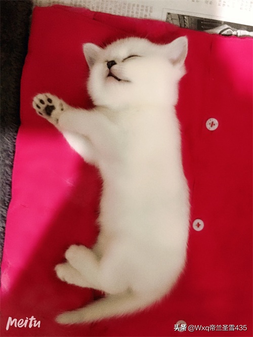 我家的英短银渐层