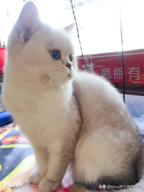 我家的英短银渐层