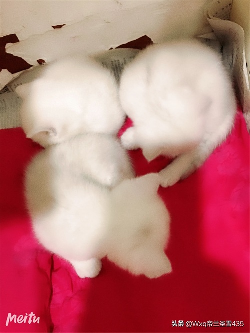 我家的英短银渐层