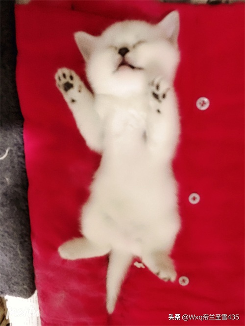 我家的英短银渐层