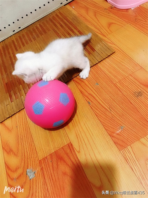 我家的英短银渐层