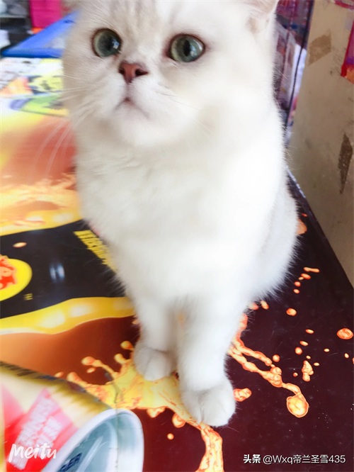 我家的英短银渐层