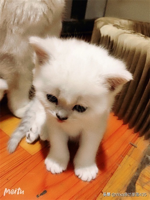 我家的英短银渐层