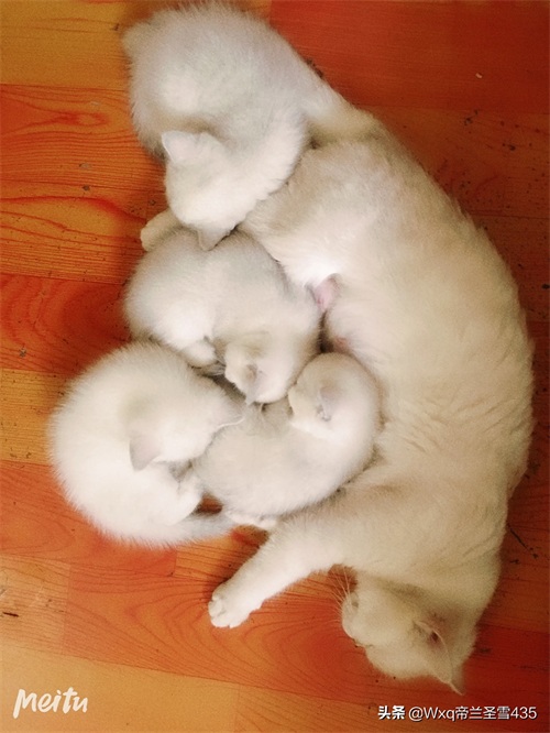 我家的英短银渐层