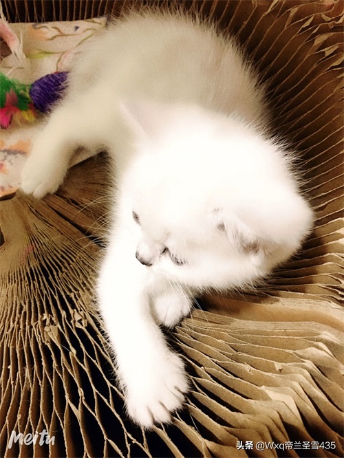 我家的英短银渐层