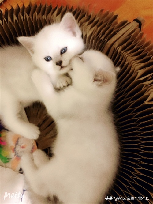 我家的英短银渐层