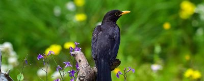 乌鸦是候鸟还是留鸟 乌鸦是鸟类还是禽类