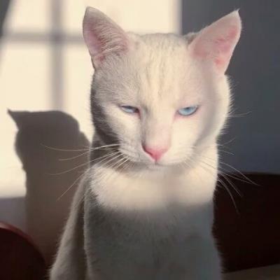 猫咪搞笑可爱大全微信头像