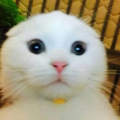 猫咪搞笑可爱大全微信头像