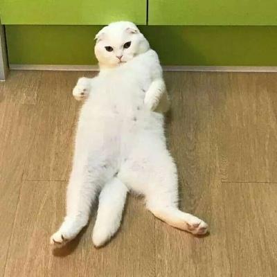 猫咪搞笑可爱大全微信头像